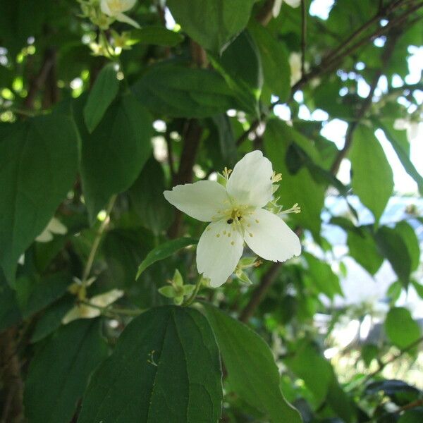 Philadelphus coronarius Flower