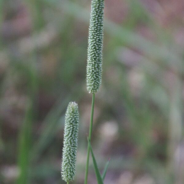 Phleum phleoides Blodyn