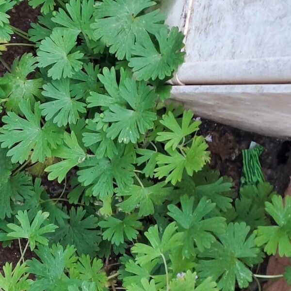 Geranium carolinianum Foglia