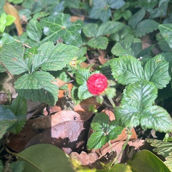 Potentilla indica Frukto