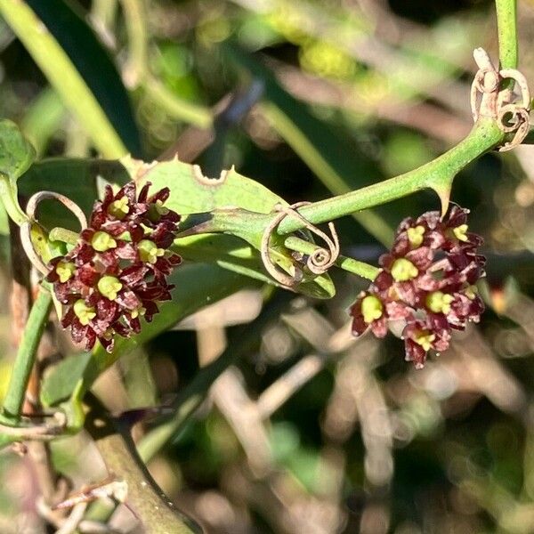 Smilax campestris Flower