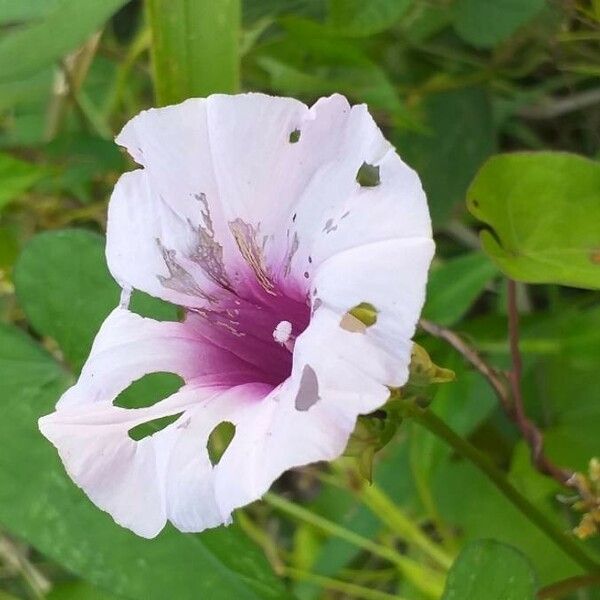 Ipomoea batatas Blomma