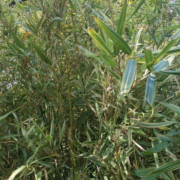 Phyllostachys aurea Folha