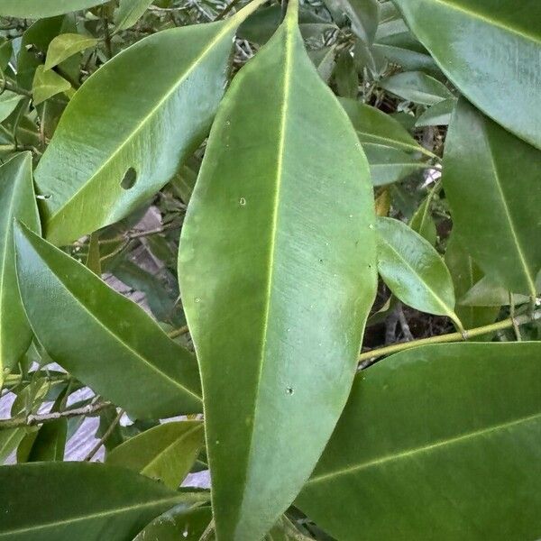 Rhizophora apiculata Leaf