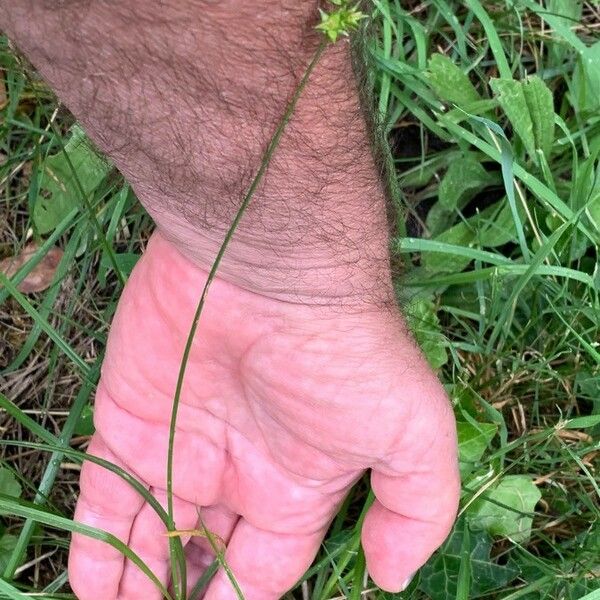 Carex echinata Hábitos