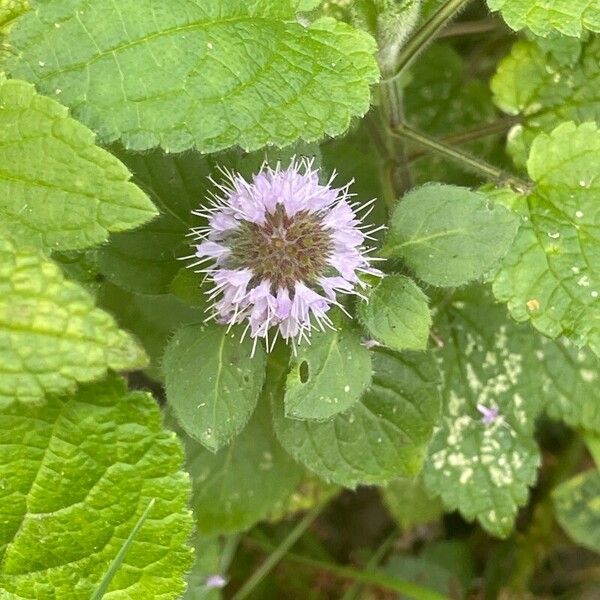 Mentha aquatica Habit