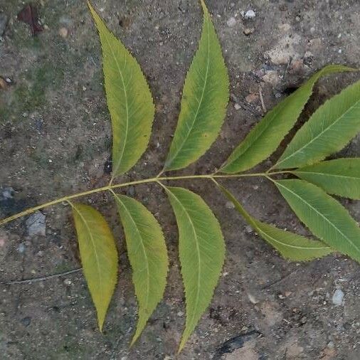 Diospyros virginiana Blatt