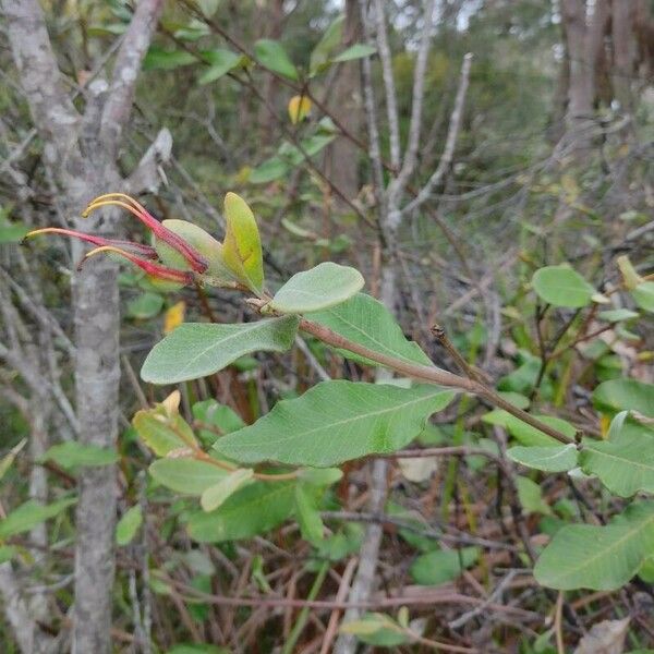 Grevillea macleayana Хабит