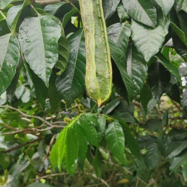 Inga feuillei Fruit