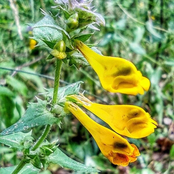 Melampyrum nemorosum Flower