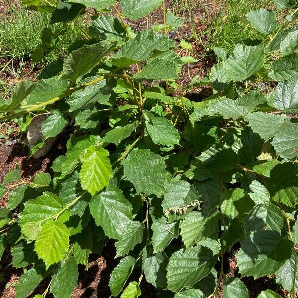 Corylus cornuta 葉