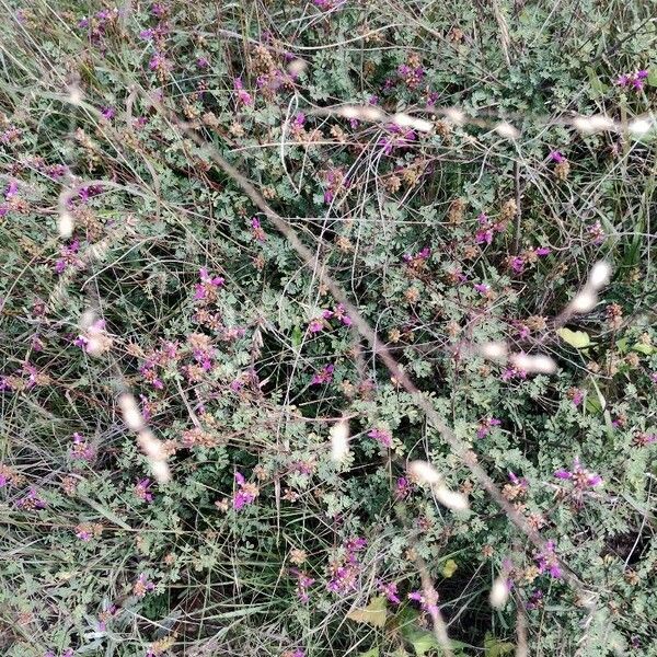 Dalea pulchra Blad