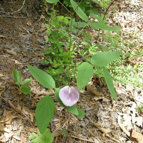 Clitoria mariana Yeri