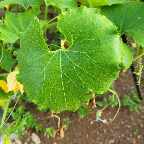 Benincasa hispida Leaf