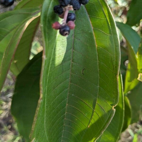 Miconia prasina Leaf