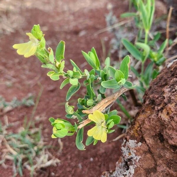 Justicia odora Плід