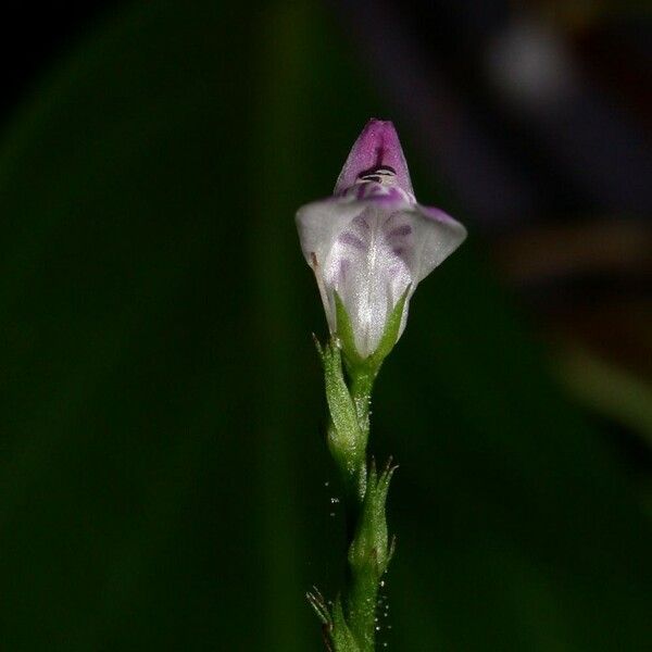 Dianthera comata 花