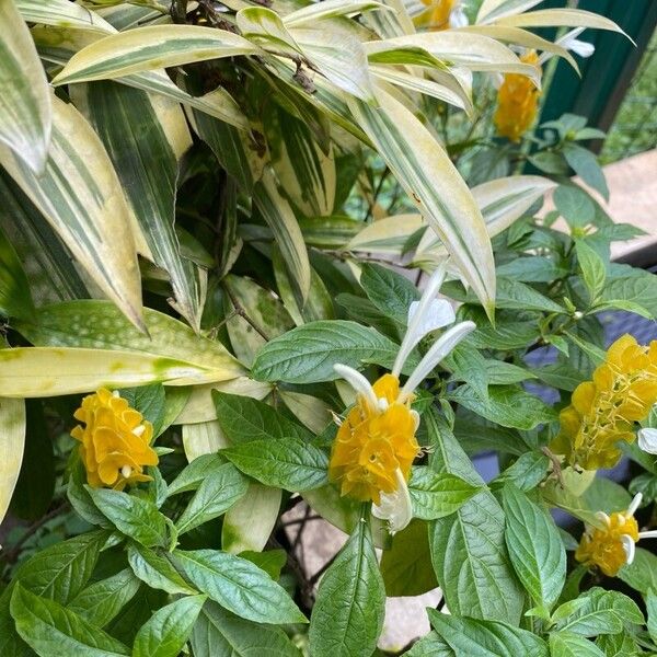 Pachystachys lutea List