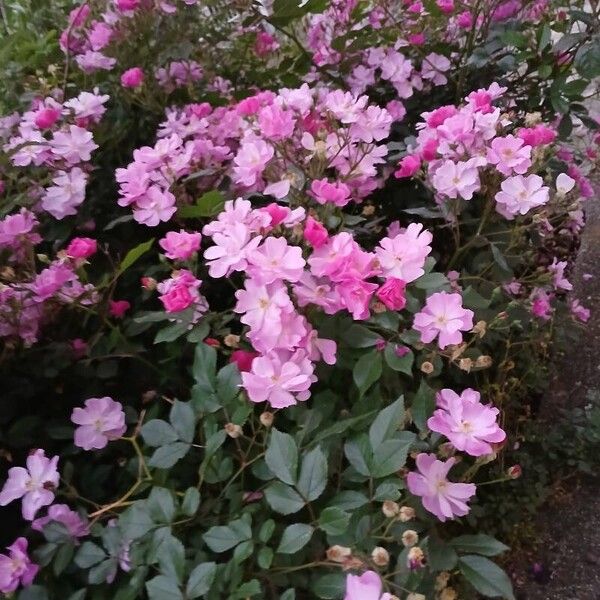 Rosa multiflora Habitus