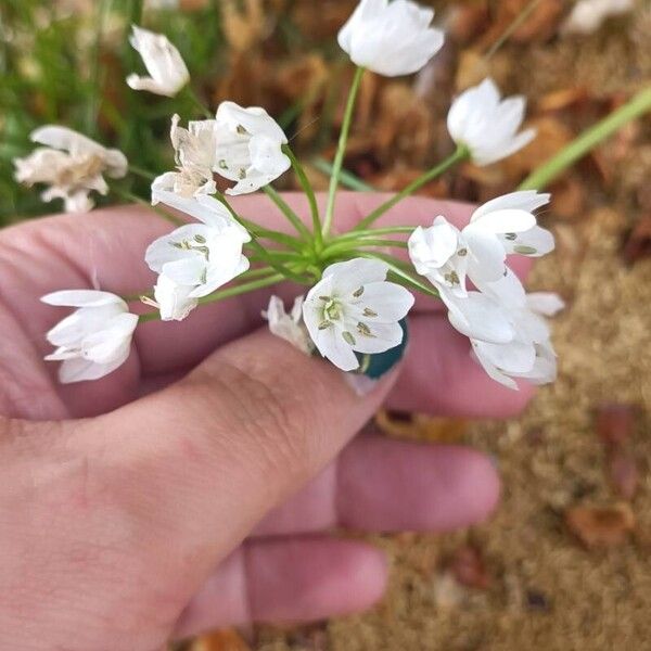 Allium neapolitanum Bloem