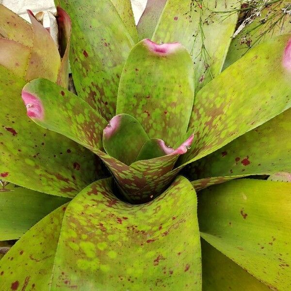 Neoregelia farinosa Fuelha