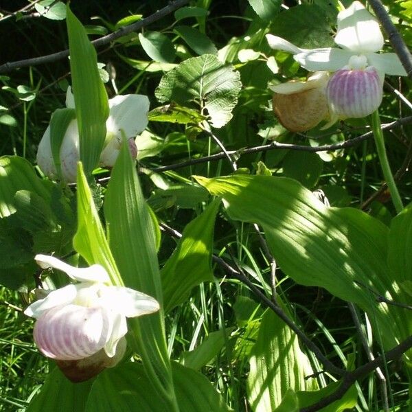 Cypripedium reginae عادت داشتن