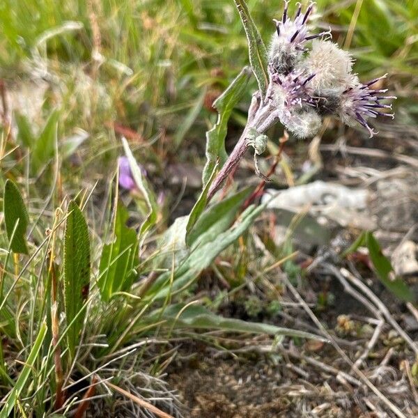 Saussurea alpina Habitus