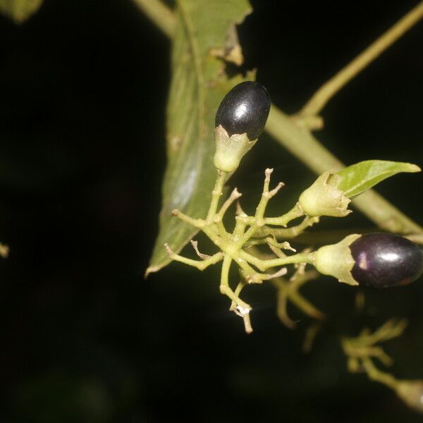 Cestrum reflexum Flower