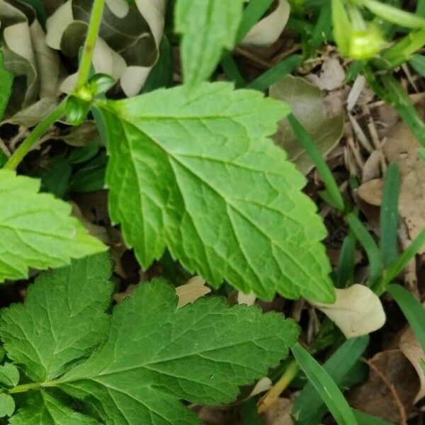 Geum canadense Foglia