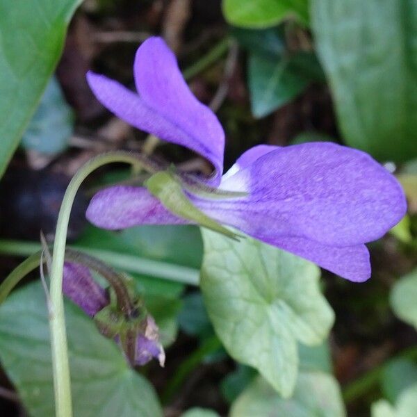 Viola riviniana ᱵᱟᱦᱟ
