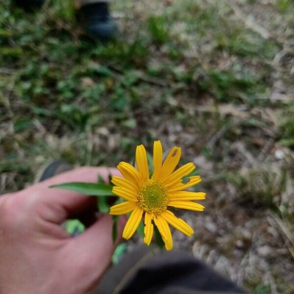 Buphthalmum salicifolium Kvet