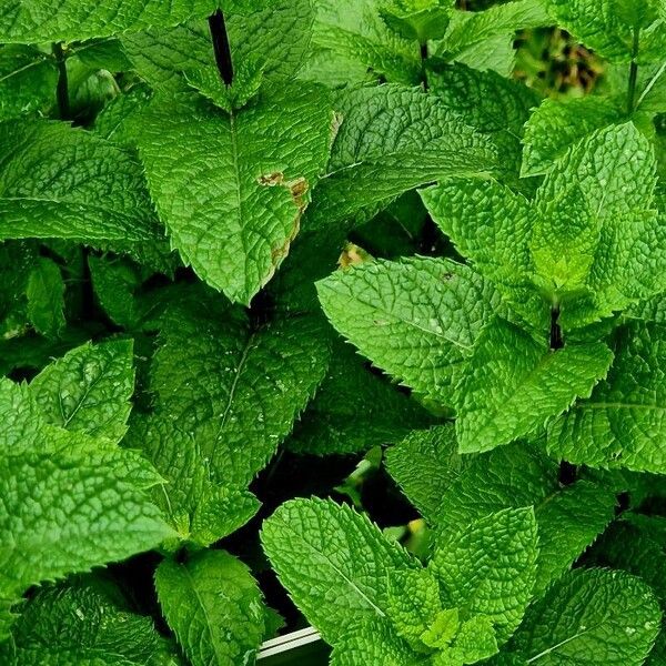 Mentha × piperita Feuille