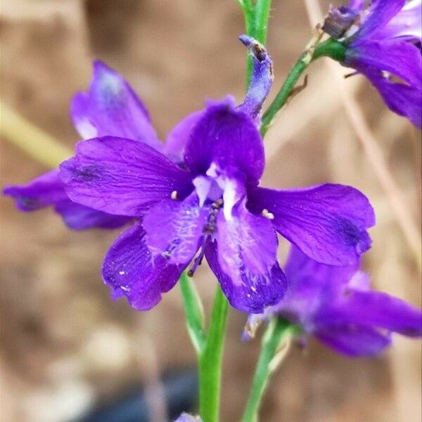 Delphinium pentagynum Flower