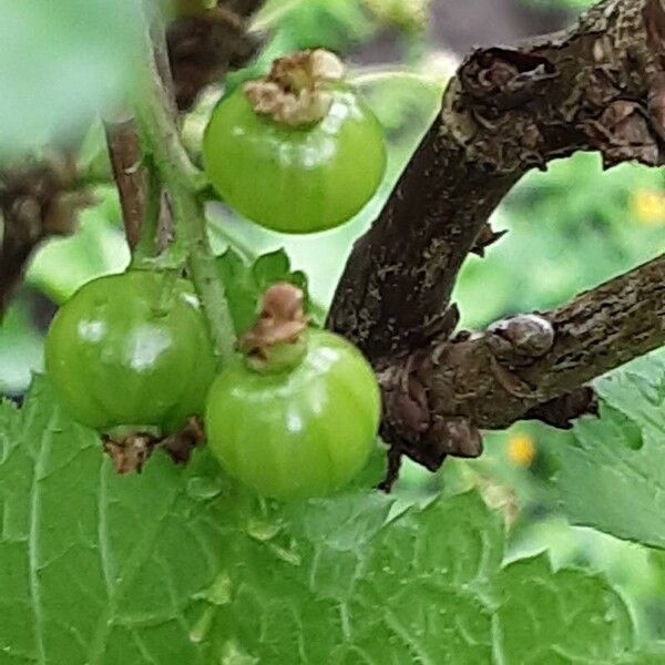 Ribes aureum Fruit