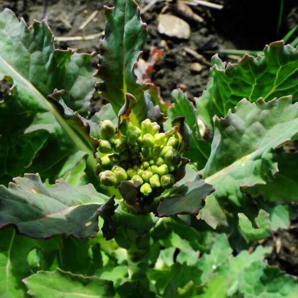 Brassica napus Flower