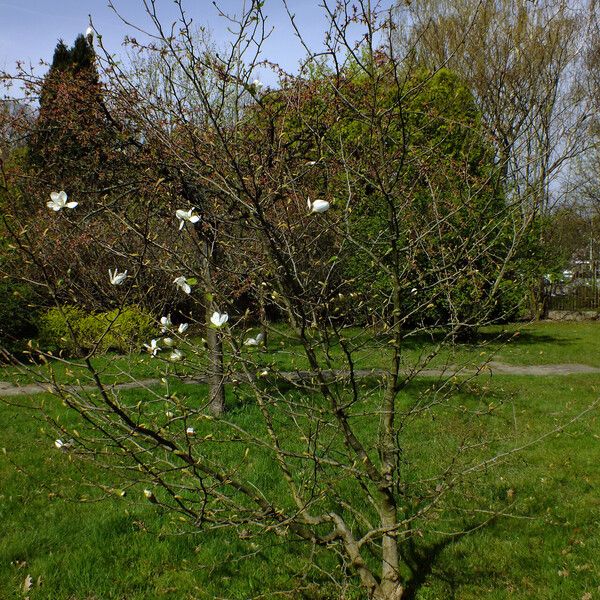 Magnolia kobus Celota