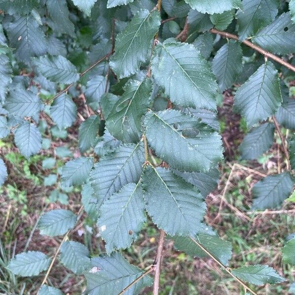 Ulmus minor 葉