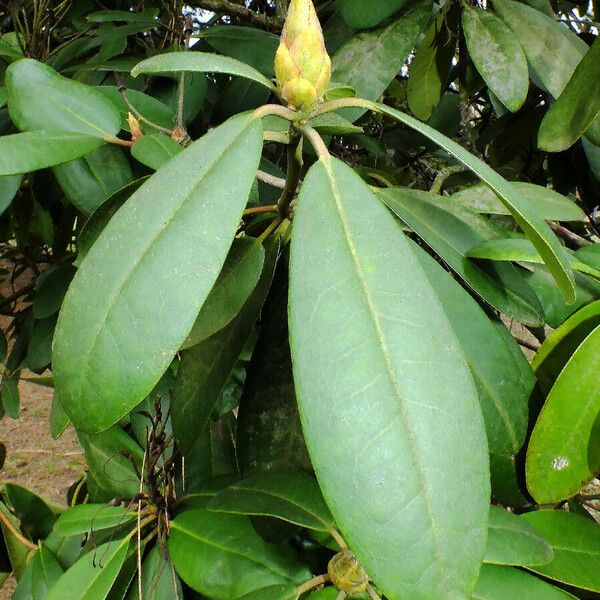 Rhododendron maximum Fleur