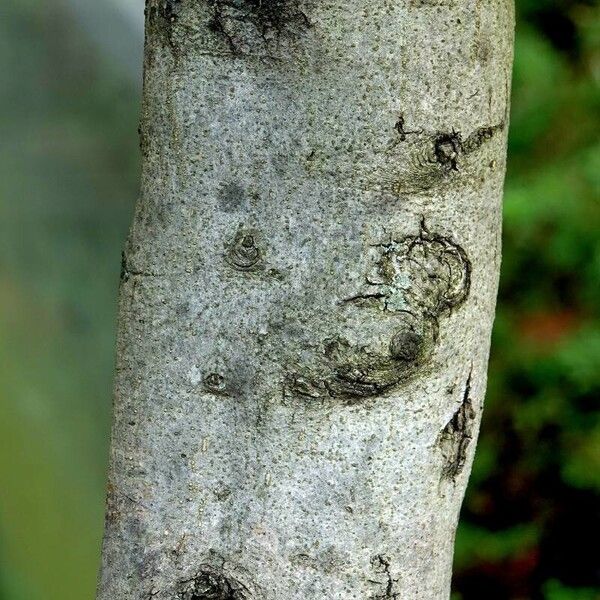 Olea europaea 樹皮