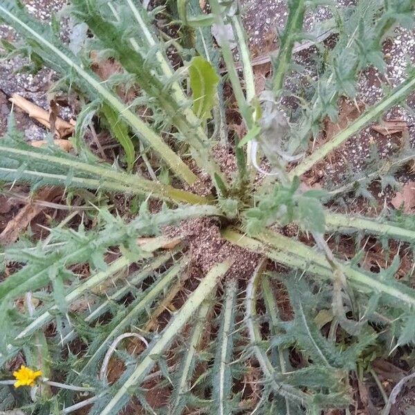 Carthamus lanatus Blatt