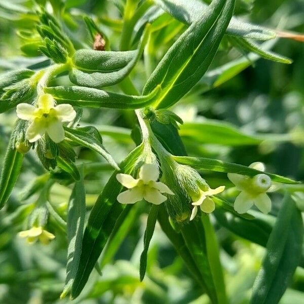 Lithospermum officinale Flor