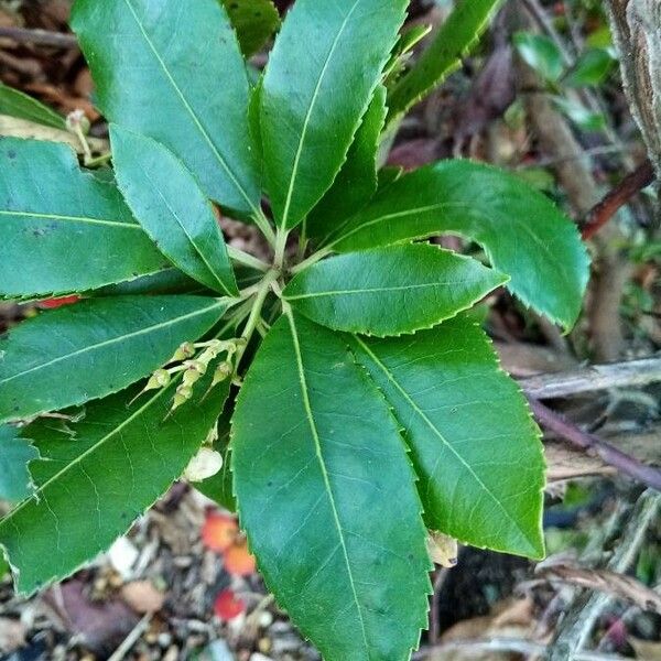 Arbutus unedo 葉