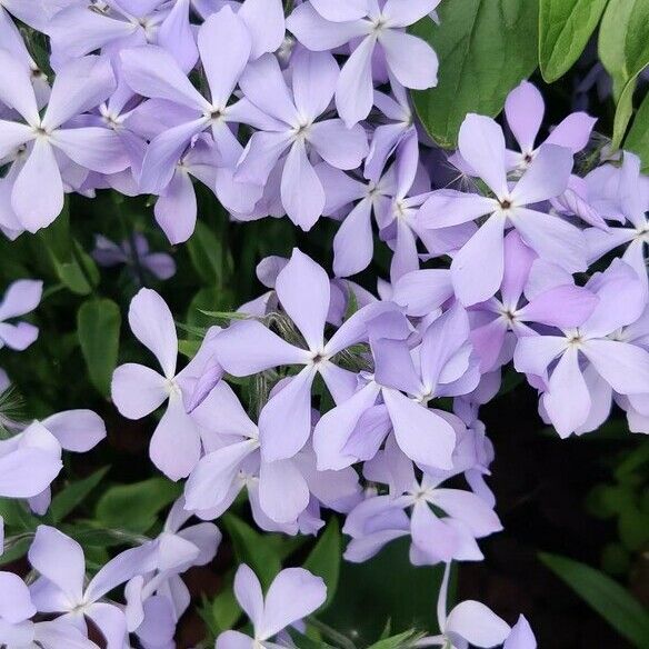 Phlox divaricata Cvet