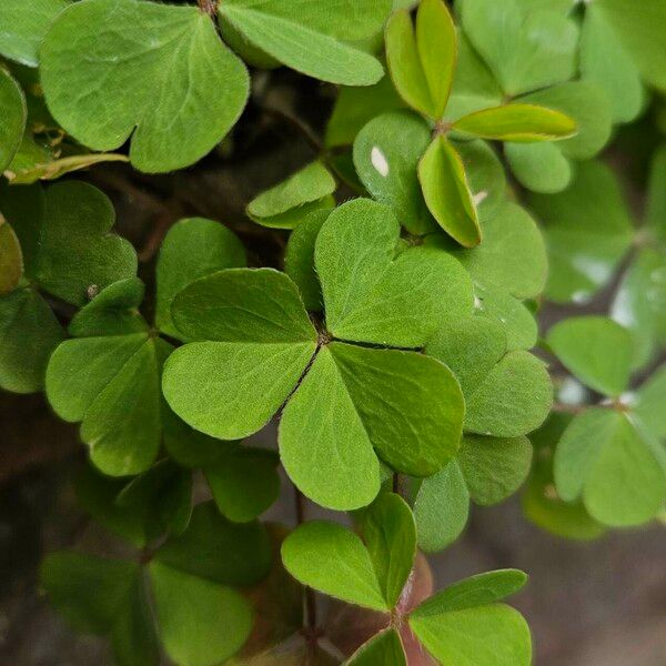 Oxalis stricta Leaf