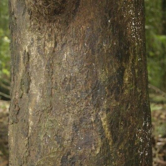 Andira inermis Bark