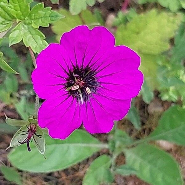 Geranium psilostemon Kvet