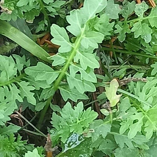 Cardamine impatiens 葉