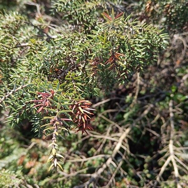 Juniperus oxycedrus Folha