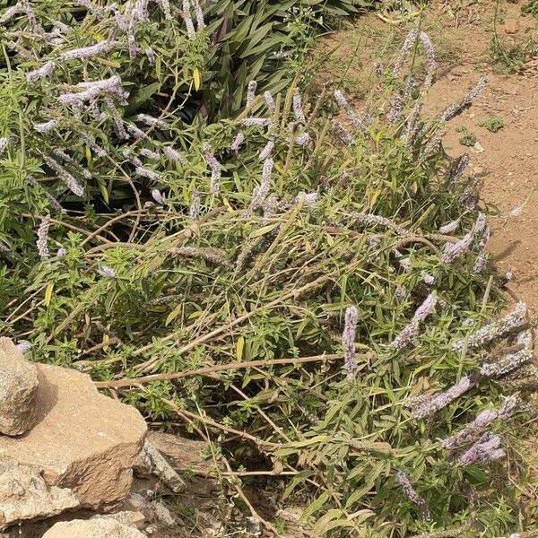 Mentha longifolia Blomst