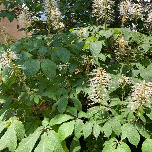 Aesculus parviflora Flower